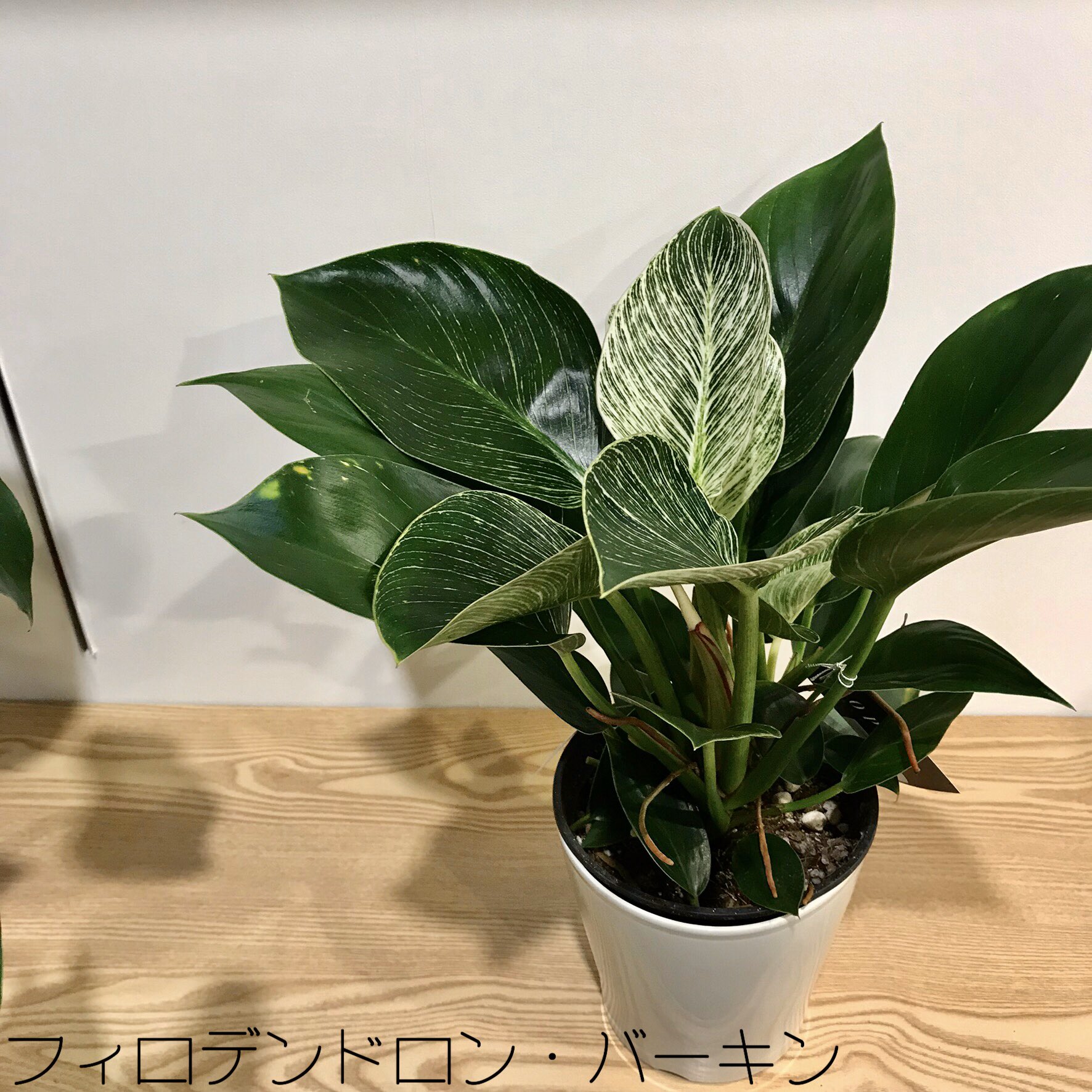 Twitter 上的 観葉植物 ボタニカルラウンジ Onlineショップopen 荒木植物園 さんの植物は マニア心をくすぐられる 希少な品種も多いのですが でもなんと言ってもとても美しいのです それは 品種の美しさもありますが とにかく 植物が力強く生き生きしています