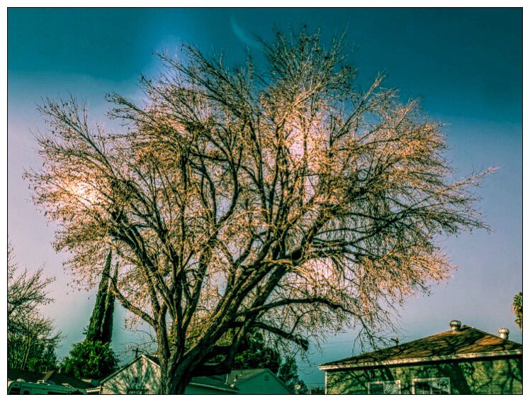 richardgreenla's tweet photo. LA seems to have unique trees on many streets . I’m going to start showing them here...
.
.
.
#vibegramz #earthshotz #outdooradventures #solotravelingisfun #la #global4nature #awesomeglobe #naturephotography #lacphoto #richardgreenla #shooters #trees #treesofinstagram #latrees https://t.co/0l7XP9y48x