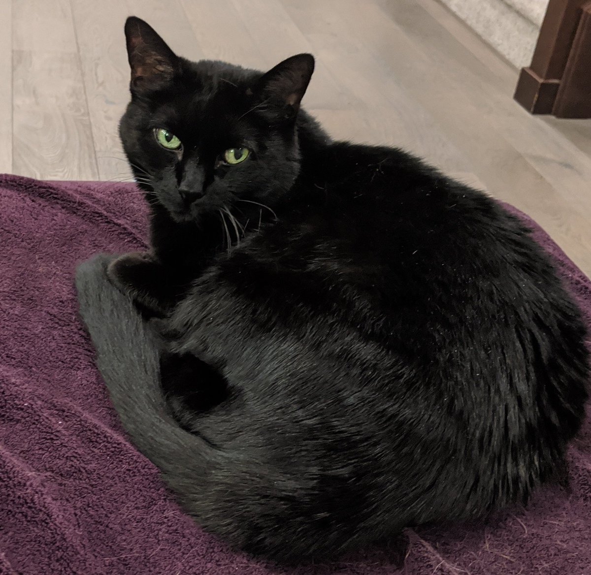 Black cat, NOT on front of the fireplace, looking unimpressed.