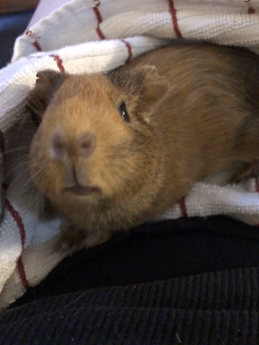 The look she gave me when I told her to stop eating my shirt... it was the same look she gave me when she farted. 🤷🏻‍♀️