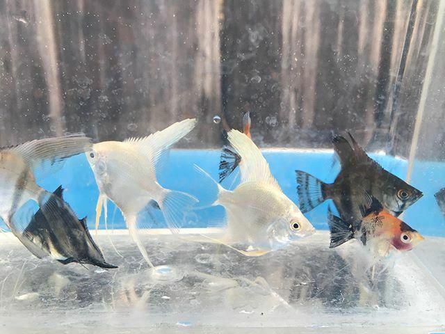 TropicalFishMia's tweet photo. New Angels in stock!! https://t.co/T9zNyNjqzW https://t.co/8sRScSNHOn