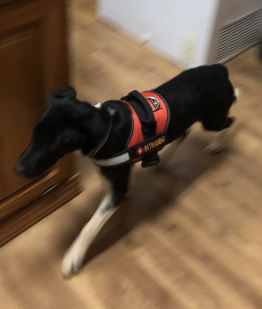 gn4rlyc4rly's tweet photo. Randy’s application got accepted. Meet Emily. Hubbys new Service Dog in Training. #VeteranServiceDogs https://t.co/efEmOJv6RO