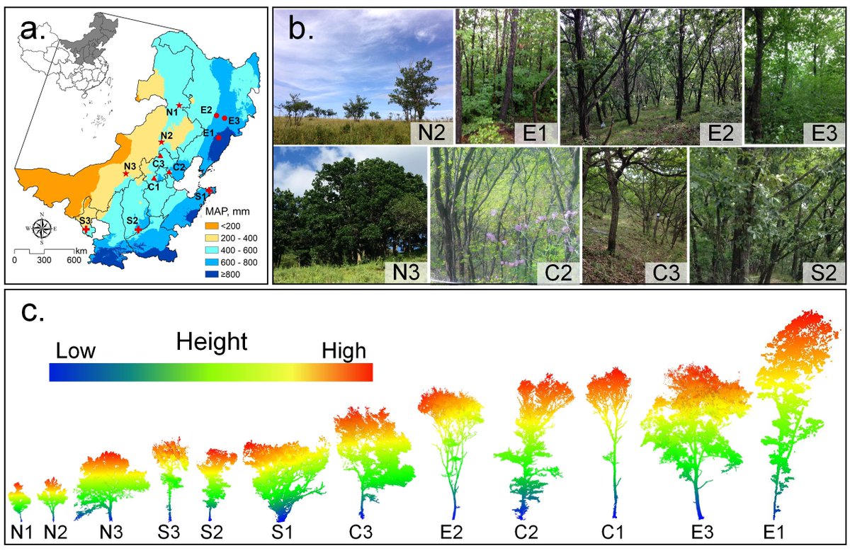 YanjunSu's tweet photo. Does crown architecture of the same tree species vary spatially? We evaluated this using terrestrial #lidar, and the short answer is yes. More than three-year efforts have been finally published in #JGR: Biogeosciences. Check it out. https://t.co/P5mhZkb4Az https://t.co/KAnWFHjRCS