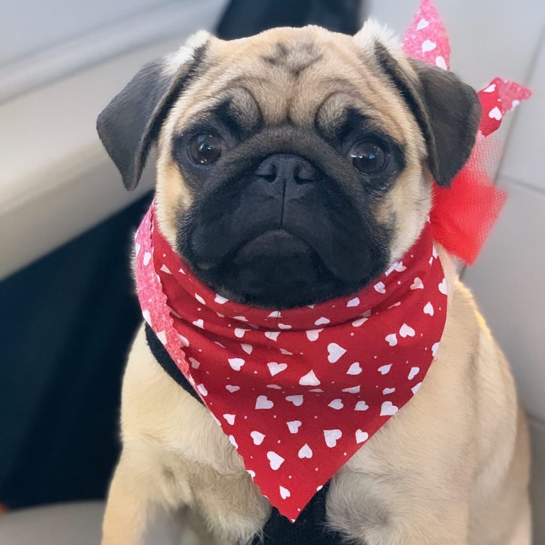 thedogsof30a's tweet photo. 30A Woof Woof Pack #jointhepack #30aWoofWoofPack #NationalPetDay #30aTribe #Woof #30agetaway https://t.co/HKU4a4oL2B