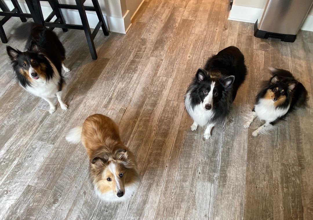 30A Woof Woof Pack #jointhepack #30aWoofWoofPack #NationalPetDay #30aTribe #Woof #30agetaway