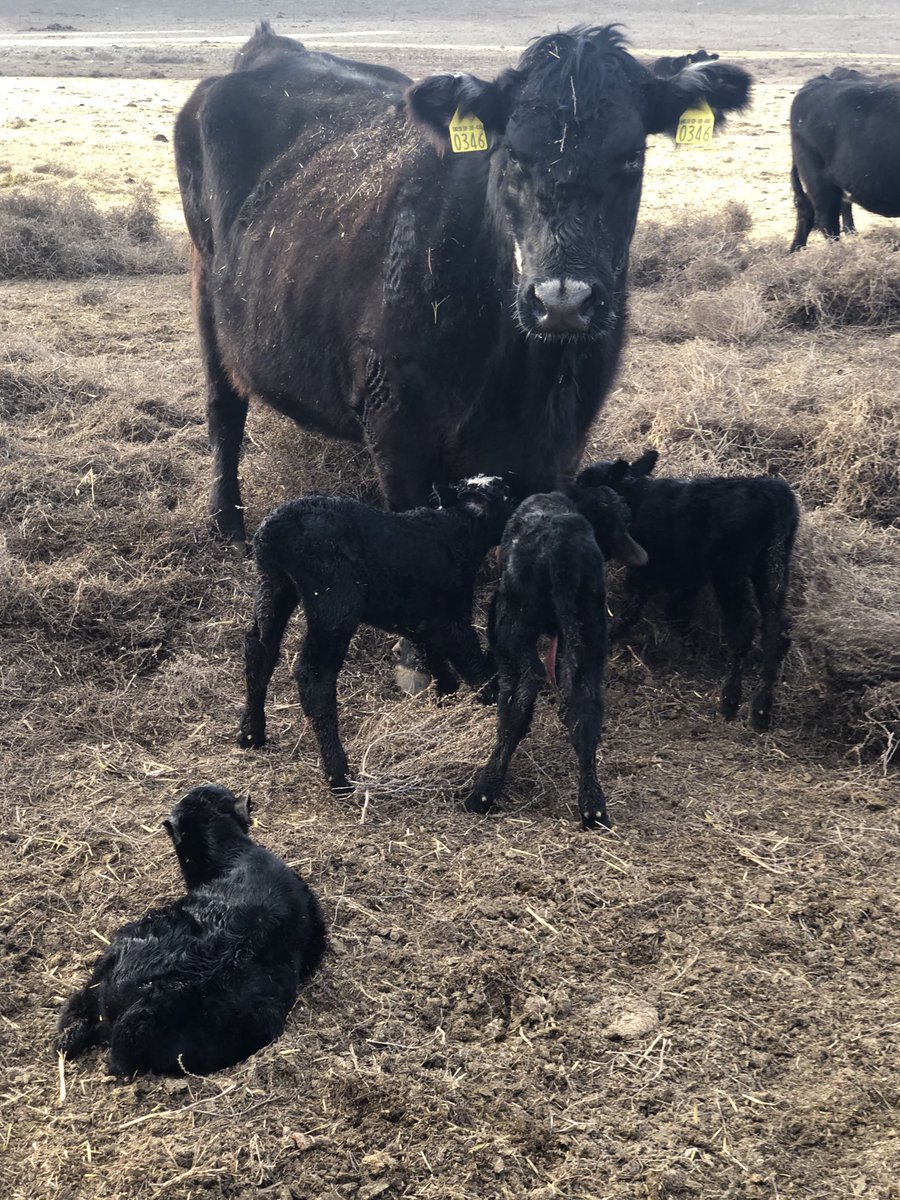 EnglishRanches's tweet photo. First time on our ranch, but this cow had 4 babies today. https://t.co/tq0rWRxfRz