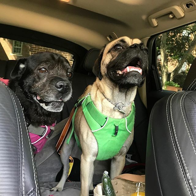 Wishing all my fellow pet parents a happy #nationalloveyourpetday. There’s nothing like the unconditional love my two turkeys give me every day. I adore you, Lulu and Truman! 💕 
#rescuedogsofinstagram #rescuedog #adoptdontshop #puglove #oripeisofinst… ift.tt/2P8gQ00