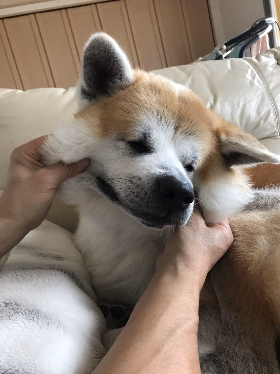 秋田犬 わさび Wasabikun1112 Twitter 秋田犬 わさび Wasabikun1112 Twitter