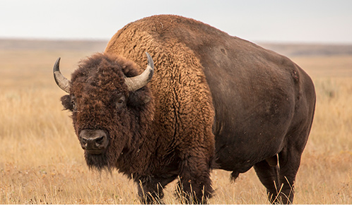 troutwhispers's tweet image. #NewProfilePic

#BuffaloDeclaration