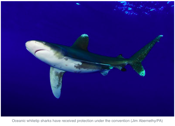 Shark Advocates tweet media
