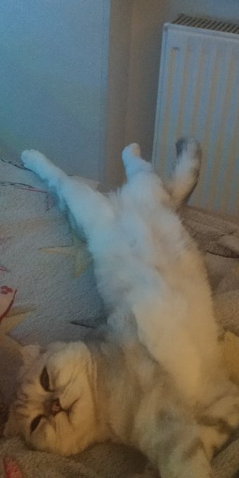 Twitterのコスプレ画像6