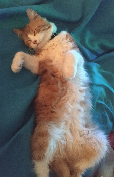 Twitterのコスプレ画像5