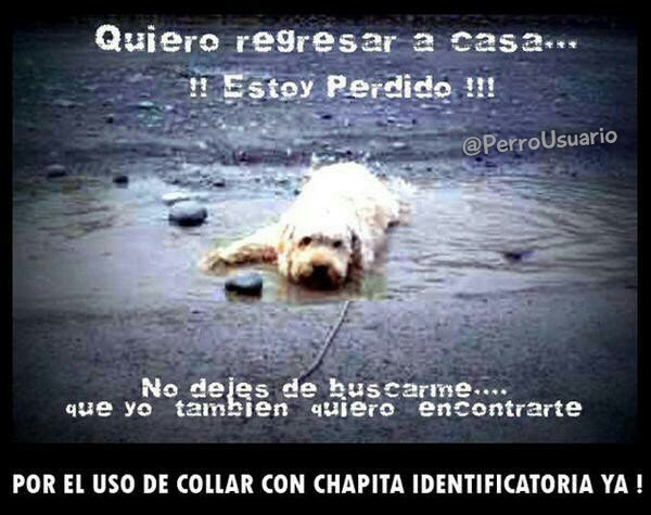 No dejes de buscarme, por favor🐶