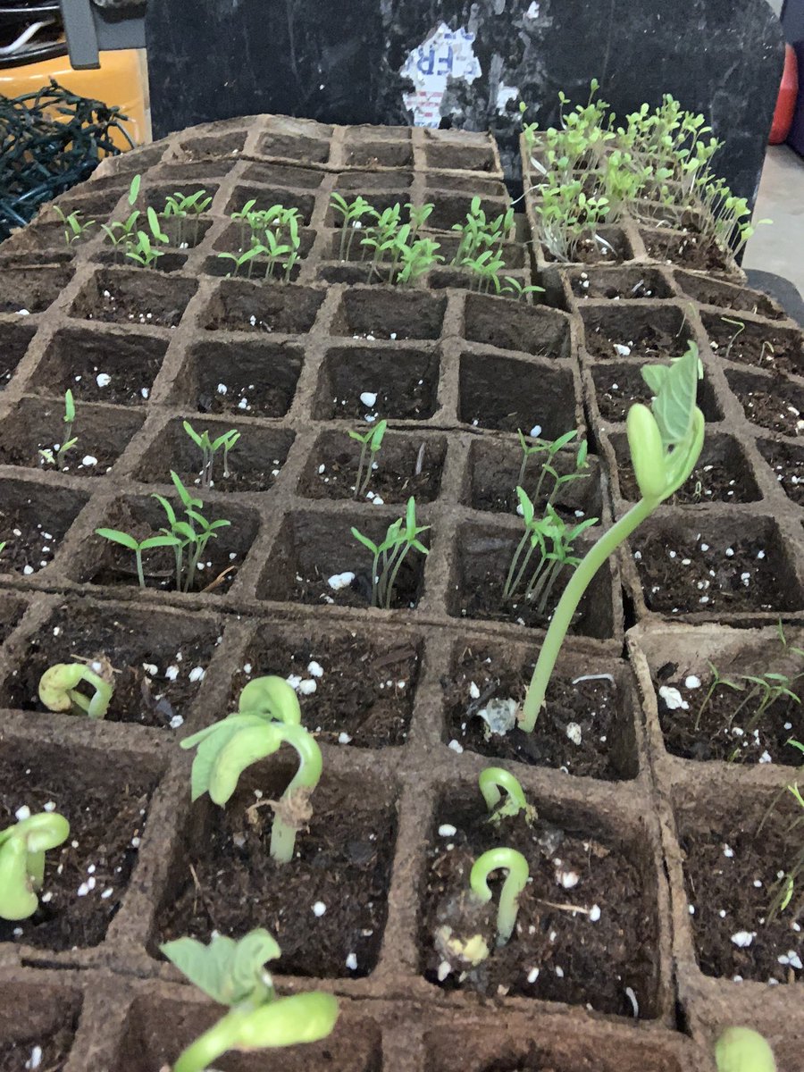 THEwarriorchef's tweet photo. Spring is almost here! I’m growing a few things indoors and hopefully set them out before the last frost! #gardening #plants #warriorchef https://t.co/Hbi5NBH1uY