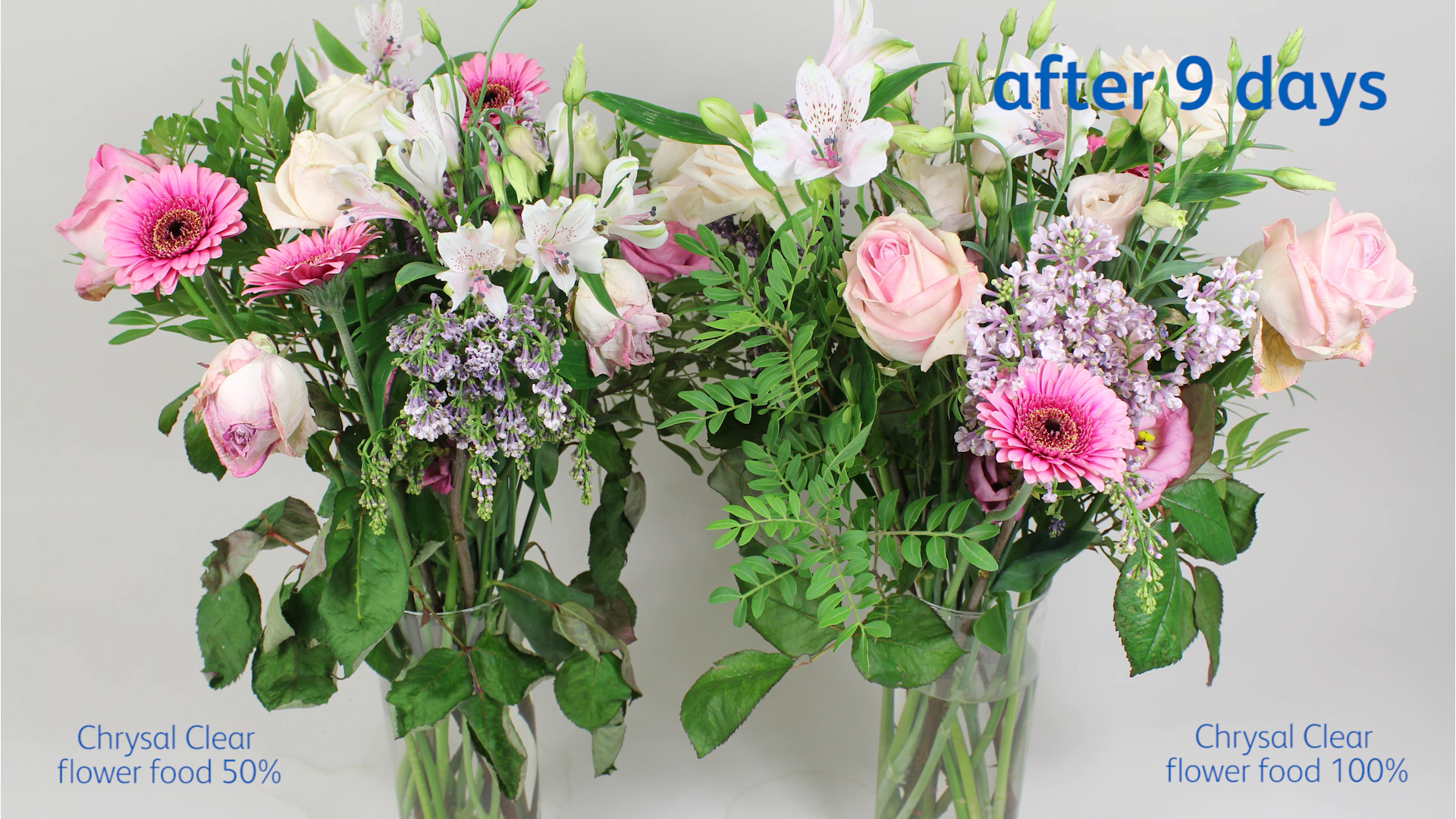 クリザール ジャパン株式会社 切り花栄養剤も適切な倍率で使用するのがポイントです 切り花栄養剤を使っているのに持たないなぁと思っていたら希釈倍率が合っているかをチェック クリザール バラ 切り花 日持ち 花 管理ポイント