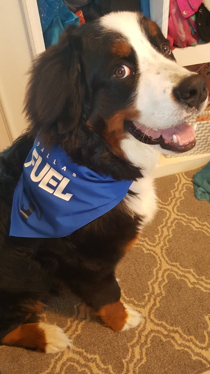TheOG_RT's tweet photo. @DallasFuel @Loldear @HarryHook @DF_aKm Here is WINSTON the Bernese mountain dog and Fuel fan! https://t.co/AzgRMtz9mm