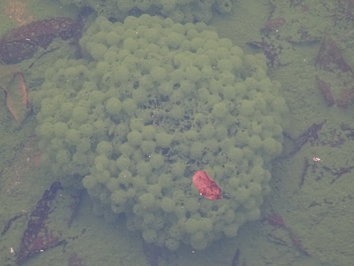 荒川ダム総合管理所 浦山ダム 滝沢ダム タピオカの話その2 ダム左岸の池のカエルの卵 透明のようですが 藻をかぶって緑色になっています 親もみつけました 図鑑で調べたところ ヤマアカガエルかも 未確定 小さな池でうまれたいのち そっと 荒川ダム総合管理所 浦山ダム 滝沢ダム タピオカの話その2 ダム左岸の池のカエルの卵 透明のようですが 藻をかぶって緑色になっています 親もみつけました 図鑑で調べたところ ヤマアカガエルかも 未確定 小さな池でうまれたいのち そっと