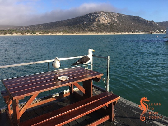 Newsletter: Grub’s up learntodivetoday.co.za/blog/2020/02/2…