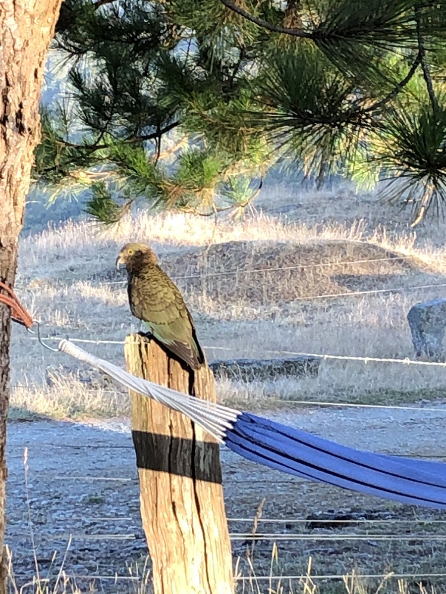 @lovelifechrisp My resident! Nestor Notabilis❣️The Kea.