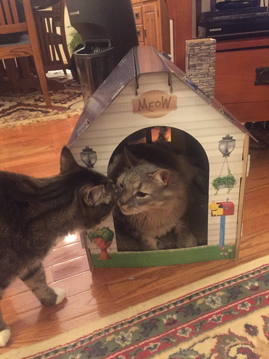 Ezra the Tabby tweet media