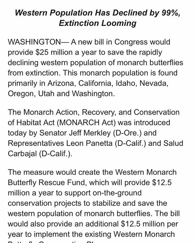 fluttermonkey_'s tweet photo. Let’s see if they can make this happen #monarchbutterfly #monarchbutterflies https://t.co/Mp29qpgjmy