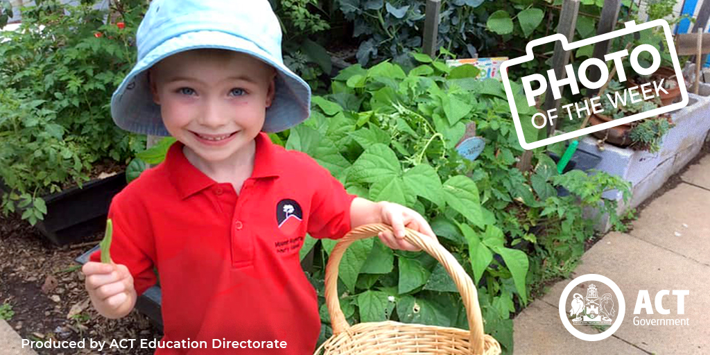 ACTEducation's tweet photo. Our #photooftheweek from Mount Rogers Primary School of one of their little gardeners harvesting produce as part of Gardening Club. Clearly the beans are just right!  👏🌿 #CBR #learningforlife https://t.co/mUInWTo3qt