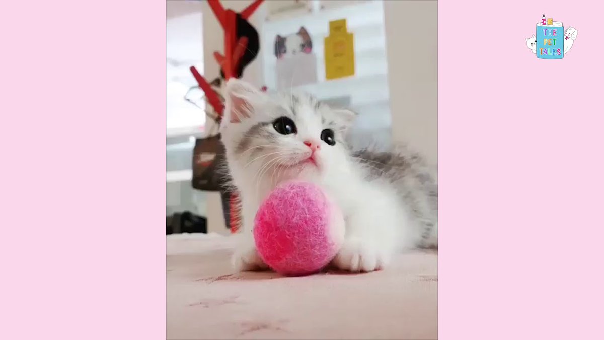 MeowMoeDotCom's tweet photo. Cute Kittens๐ฑ Doing Funny Things๐ - Funn ...
#Cats #Cat #Kittens #Kitten #Kitty #Pets #Pet #Meow #Moe #CuteCats #CuteCat #CuteKittens #CuteKitten #MeowMoe
#BestPetVideos #BestPets #BestVideos #CatFunnyCompilation #CuteCatsVideos
https://t.co/zTvSAbMZM6
. https://t.co/EtzozKXns9