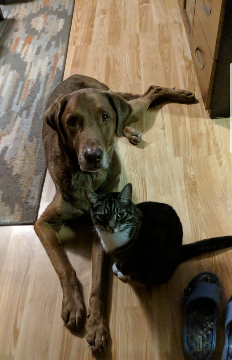 AerrickW's tweet photo. No one told me it was #NationalPetDay. Here is to the best squad ever!!! https://t.co/rEfoWFHd8T