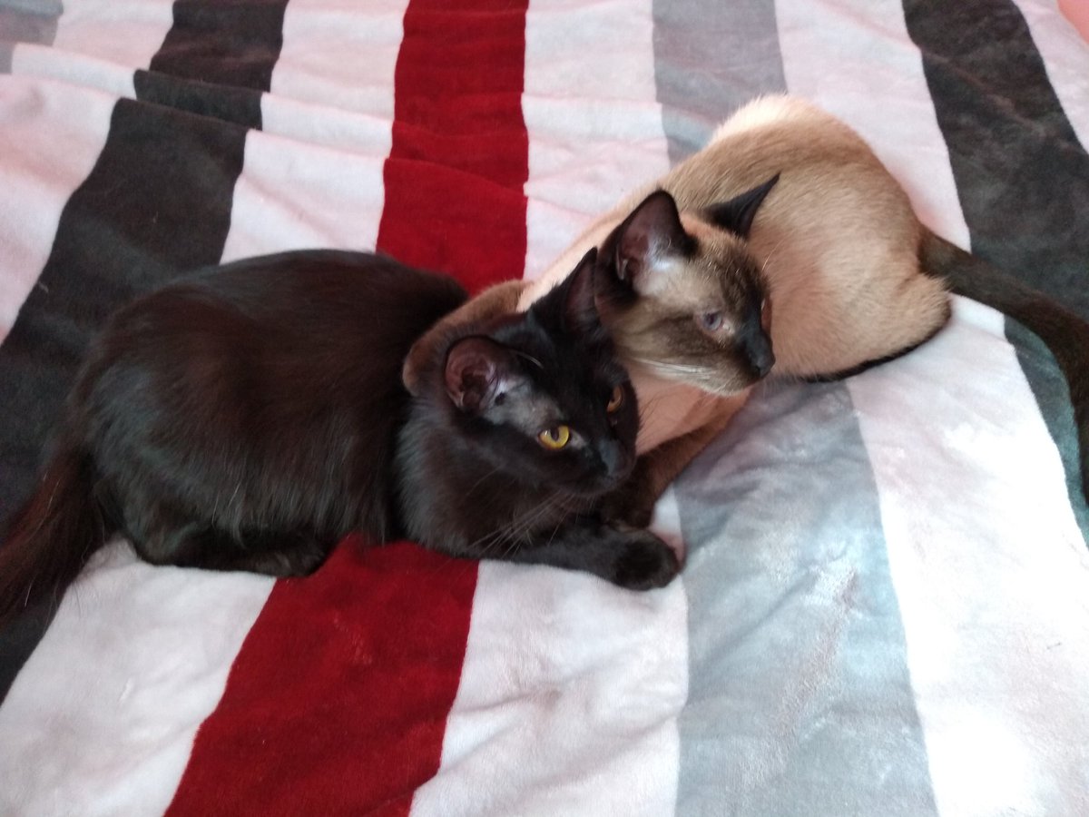 Antes de que termine el día. Ellos son mi alegría. Vader y Trooper #voycongatos