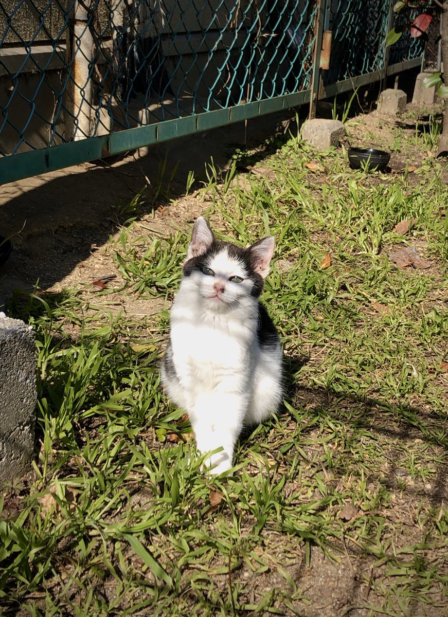 最近見なくて死んだと思ってた子猫が今日しれっと日向ぼっこしてた…‼︎
お、おま…っ…お前っ‼︎ 