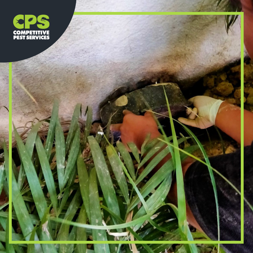 CompPestService's tweet photo. Don’t forget to protect the home from rodents. 🐀 Call us and schedule inspection 📞 0926 0029 232
https://t.co/Cxg5LwBfpp
#rodentcontrol #pestmanagement #experts #bugsbegone #rodent #rodenttreatment #CPS #CompetitivePestServices #CPSAustralia #pestcontrol #CPSTEAM https://t.co/1cBw1vXGZF