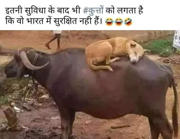 Shiv Bhadwal (@bhadwalshiv) on Twitter photo 