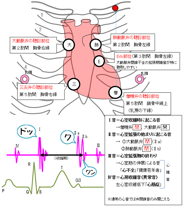 札幌医療リハビリ専門学校 Ot夜間部 あんきもの The Last 心音と聴取部位 確かどこかの模試に出ていたようですが えらく気になるので 大まかにまとめておきました 肺音の聴取部と ラ音 も余裕があれば１回確認してください 理学療法士国家試験