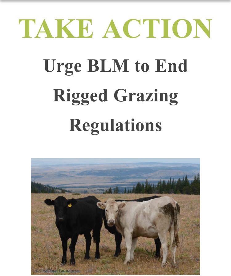 TheCloudFound's tweet image. ACTION ALERT:
Urge BLM to End Rigged Grazing Regulations today at this link:
thecloudfoundation.salsalabs.org/2020_feb19_clo…