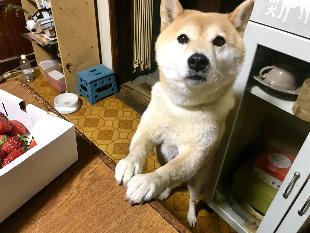 Inubot على تويتر 犬みたいな人