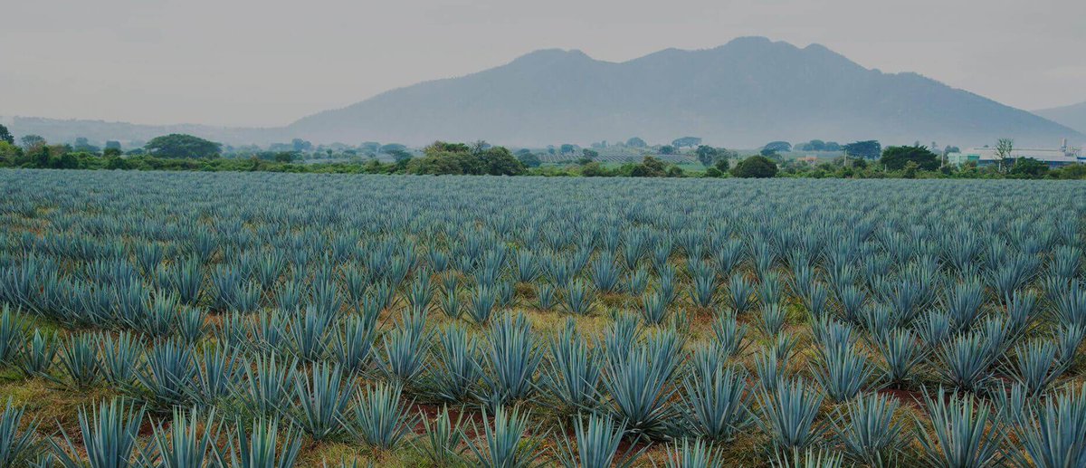 nectave's tweet image. Do you know we are committed to offering the highest quality #agave products at competitive prices for our retail&amp;amp; #bulk customers?Our products carry all #foodsafety certifications,including third-party audits. Call 1-800-734-7326 Or
Email:info@nectave.com-bit.ly/2vViriR