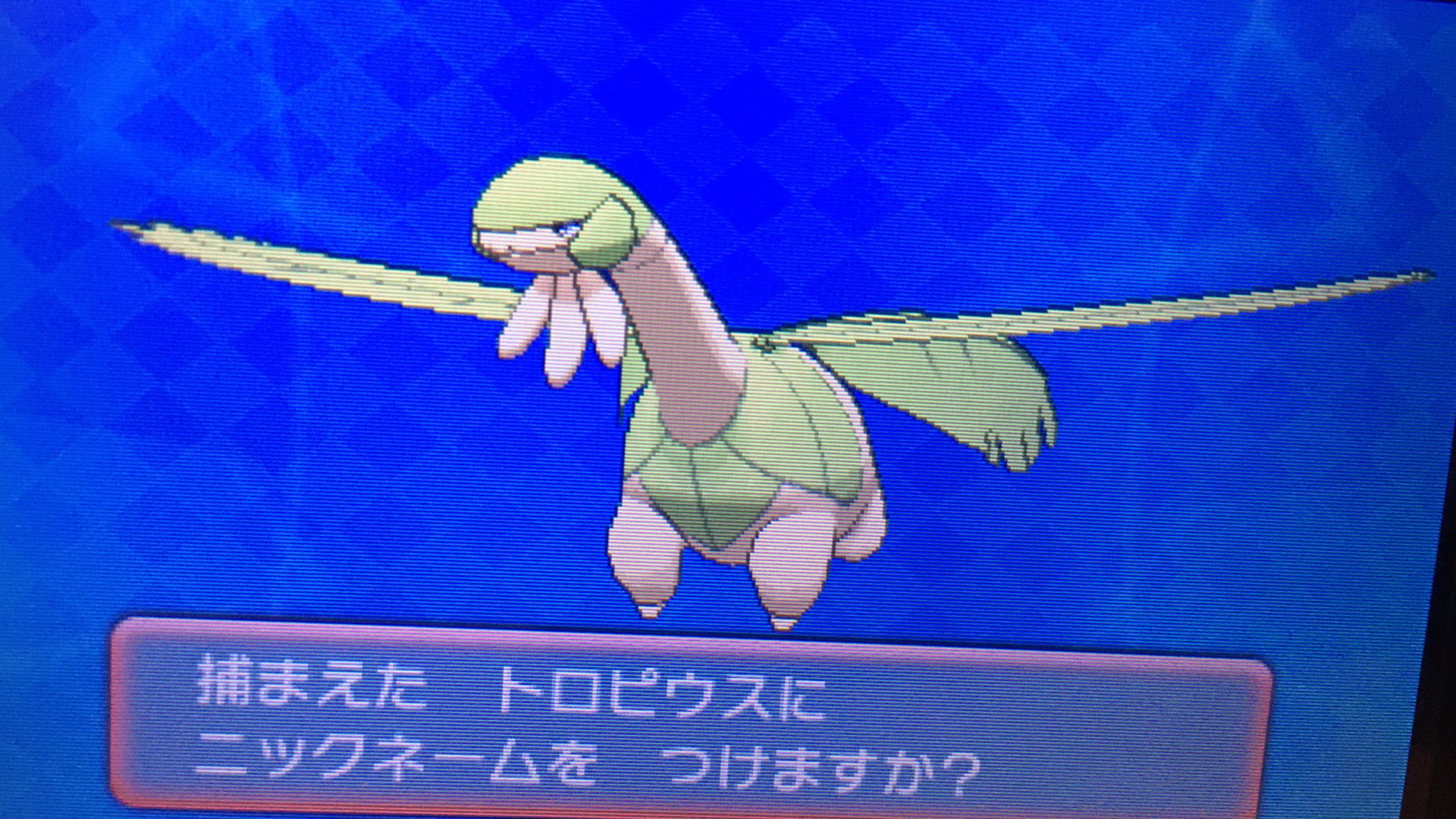くるー そしてサーチ連鎖で色トロピウス 160レベルくらいできてくれました この子はフレサファで粘っていたものの ずっと出てくれなかったので方針転換でホウエンで捕まえてみました 体がとにかく薄い笑 色違いポケモン T Co