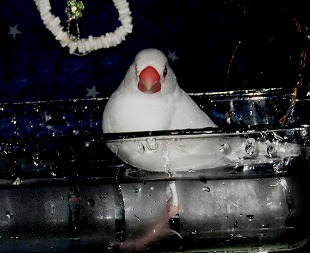 wecodrive's tweet photo. 恋しくば　裏み葛の葉　#文鳥 #buncho #javasparrow https://t.co/9nguVNI77p