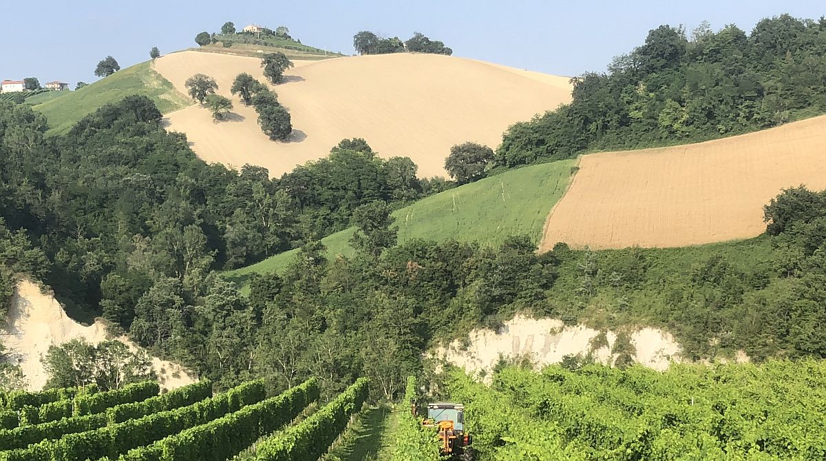 Looking forward to seeing the vines on our land growing again 🍇 All grown using sustainable organic methods with wine tasting of these DOC wines at the neighbouring winery.  Taste local foods to suit these #sustainablewines and enjoy a tour of the cantina. 🍷