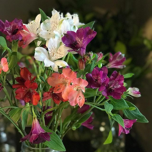 Güllerin ve krizantemlerin arasındaki görünmez kahramanlar, geri planda çok güzel işler yapan rengarenk Alstroemeria’lar, #Sorbet ve #Vivan ‘ın vazgeçilmezleri, sizi seviyoruz. 💜🤍❤️ #BloomAndFresh 💐 ift.tt/38KlfhC