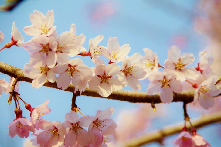 花 Pa Twitter 花は 桜 君は美し 春の木漏れ日 君の微笑み 冬が終わり 雪が溶けて 君の心に 春が舞い込む 水野良樹 花は桜 君は美し 今日の誕生花 彼岸桜 花言葉 精神美 4時 ﾅｴ