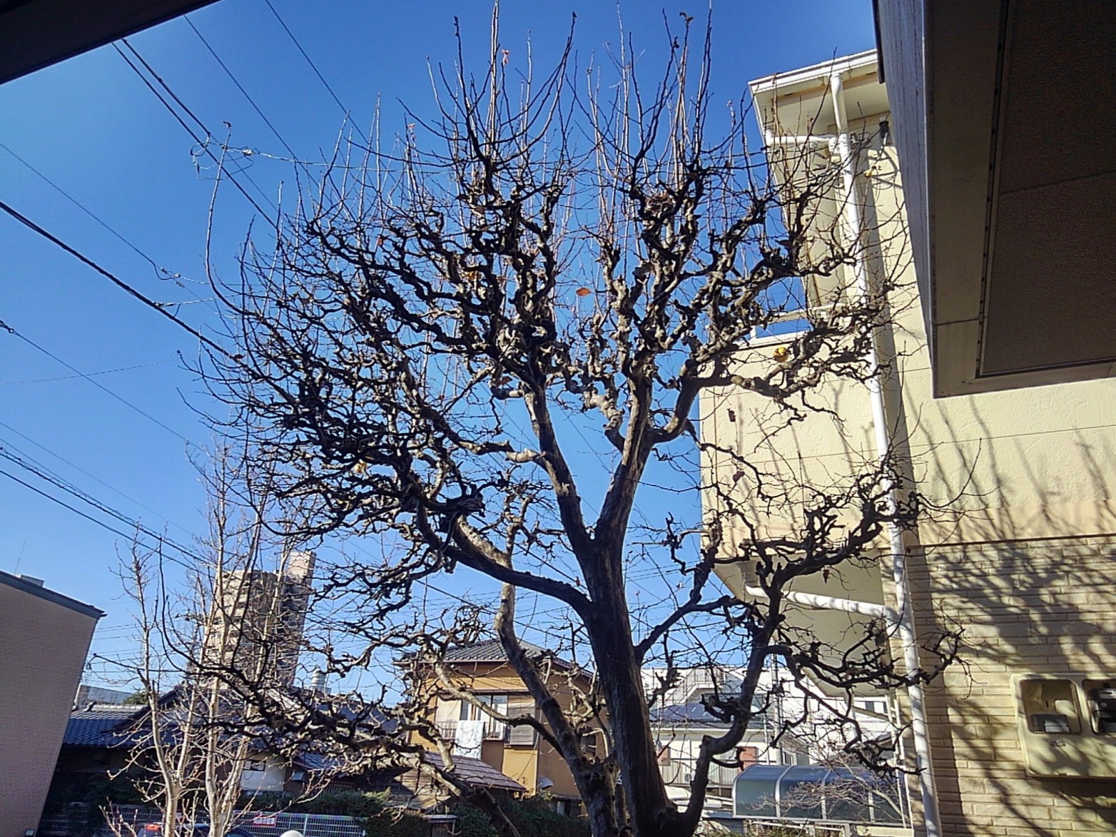 Oh 庭ya おにわや カリンの強剪定 埼玉支店の宮永です 毎年ご依頼いただいているお客様 例年より強めに切って欲しい 実が付きすぎて困っている とご相談いただきました 前回の切り口より切り詰め 枝の数を減らして 実がなる枝を減らすよう