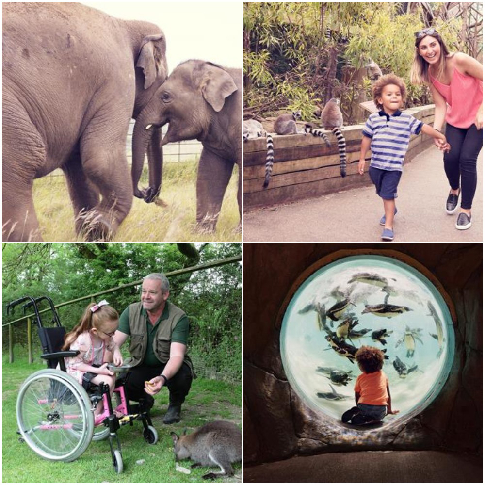 A day out to the zoo is the perfect outing for all the family to enjoy, so why not explore some of @VisitEngland's accredited zoo attractions?

ratedtrips.com/inspiration/6-…

@exmoorzoo @LivingCoasts @Marwellwildlife @PaigntonZoo @OfficialZSL

#RatedTrips #attraction #VEQualitySchemes