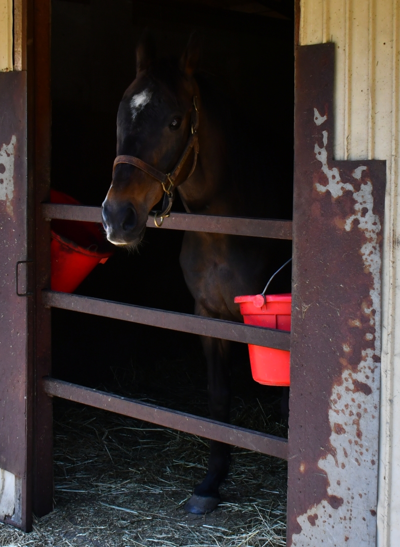 パカパカ工房 訃報ビワタケヒデ25歳 同い年齢のグラスワンダーが満25歳の誕生日を迎えた2月18日に 1998年ラジオたんぱ賞 G 優勝馬ビワタケヒデが亡くなっていたことが公表されました 半兄 ビワハヤヒデ 30歳存命 全兄ナリタブライアン 隣は