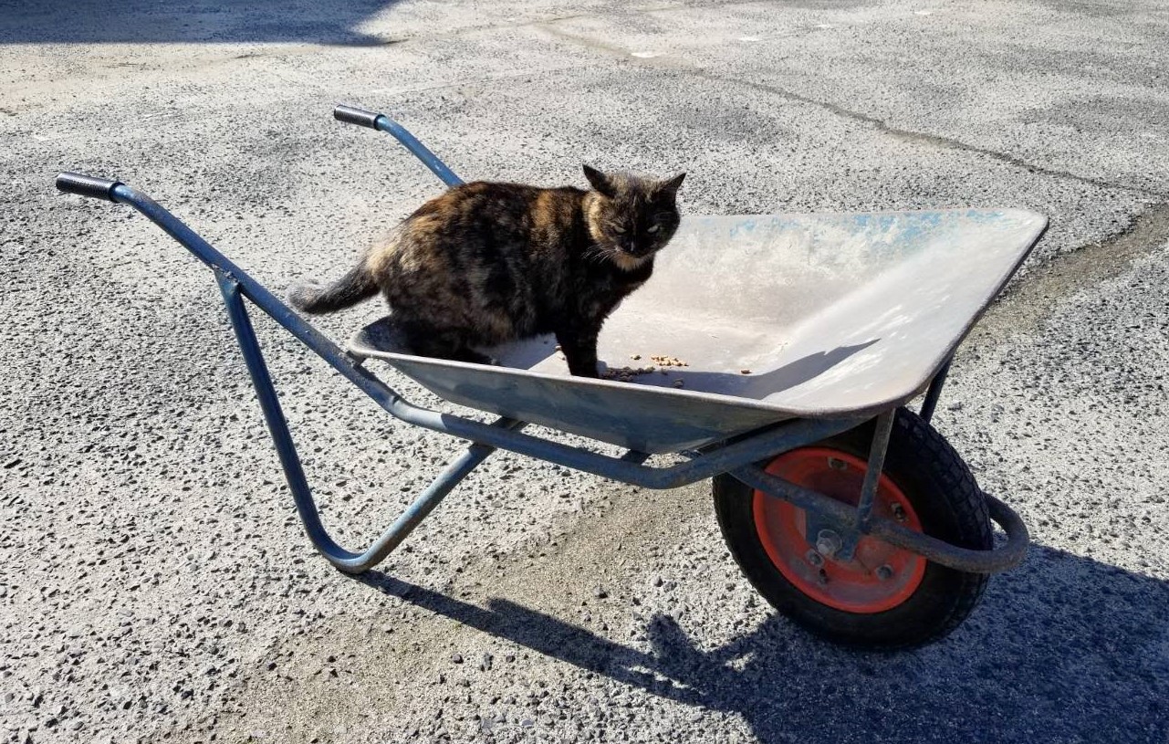 株式会社ブリヂストン 公式 あしたは 猫の日 我々の業界でネコといえば手押し車のネコ というわけでネコとぬこ様の夢の共演です ご査収ください 私有地で周囲の安全を確認し撮影しています T Co 1sss9nozsd Twitter 株式会社ブリヂストン 公式 あしたは 猫の日 我々の業界でネコといえば手押し車のネコ というわけでネコとぬこ様の夢の共演です ご査収ください 私有地で周囲の安全を確認し撮影しています T Co 1sss9nozsd Twitter