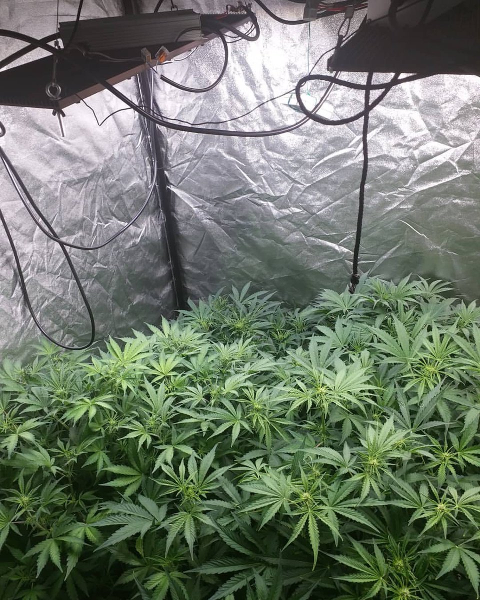 EcoFarmOfficia1's tweet image. Grow under Eco Farm 240W quantum board LED grow light
bit.ly/2NzgL5j
#hlg550v2 #quantumboards #ledgrowlights #growlight #growlights #growlighting #growlightscanada #growyourown #cannabis #cannabiscommunity #cannabiscommunity420
