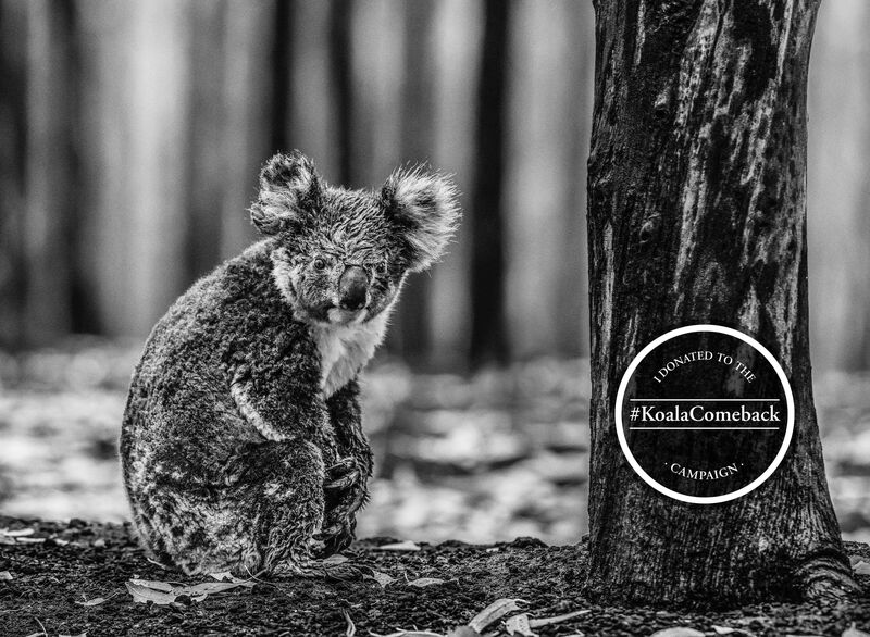De bosbranden in Australië hebben een grote indruk gemaakt op fotograaf en Nikon ambassadeur David Yarrow. Voor de #KoalaComeback campagne stelt hij daarom de foto ‘Survivor’ beschikbaar tegen een donatie. Hiermee steun je het herstel van de natuur: bit.ly/37rcLKL.