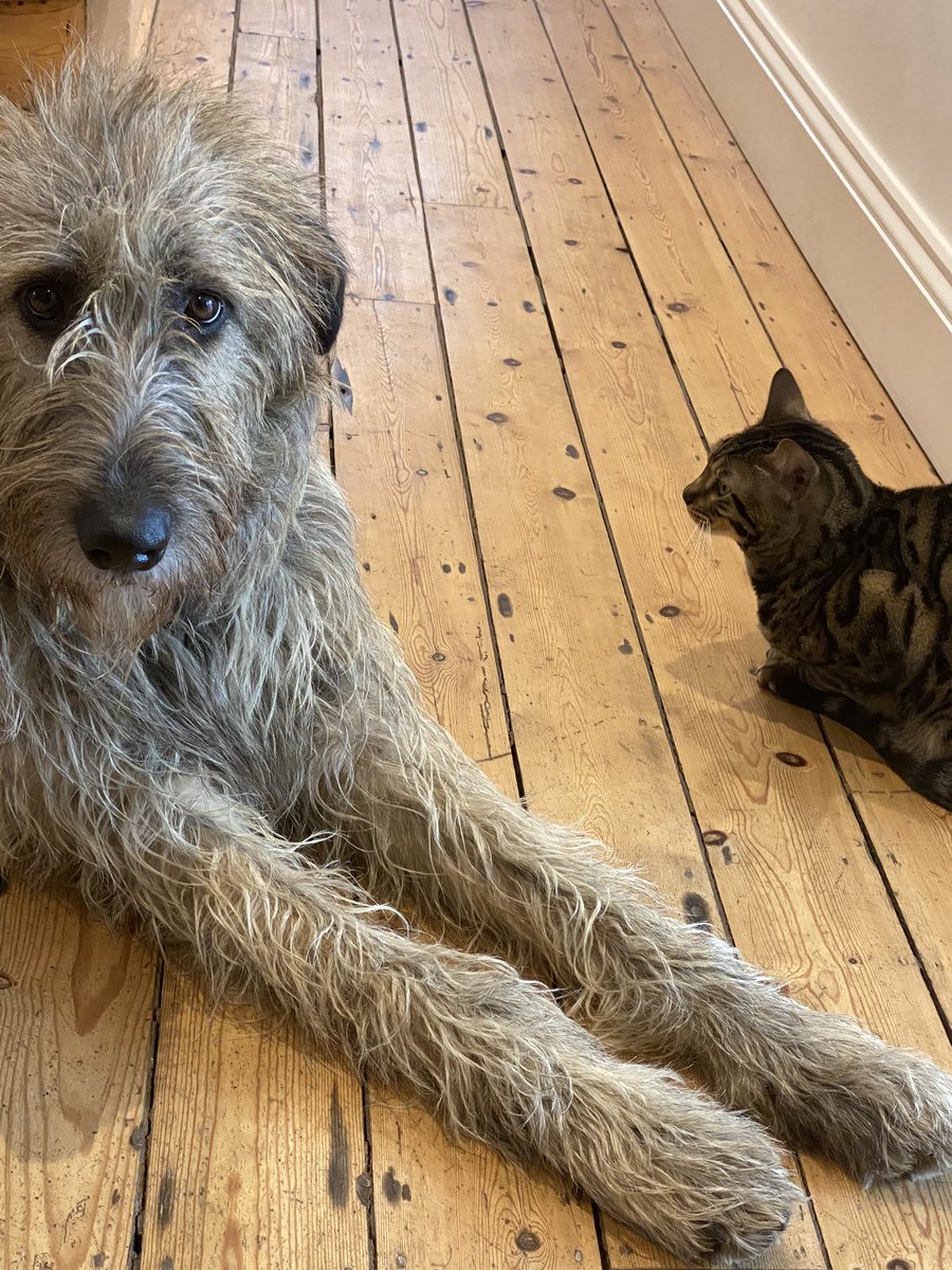 When you are up to real mischief.. involve the hound! 😽😹😹🐾🙀🐶 #colluding #TroubleAhead #IrishWolfhound #LittleFrank #Molly