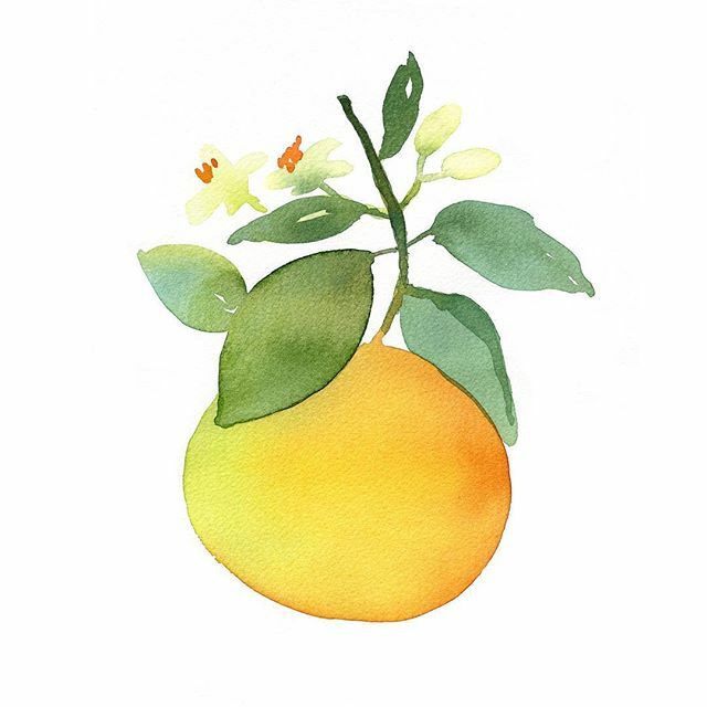 A zesty zing for #foodiefriday. This is a pomelo, which I tasted for the very first time two weeks ago. It tasted a lot like grapefruit only sweeter. Nice! 🍊💛

#botanicalpainting #thebotanicalseries #botanicaldreamers #allthingsbo…