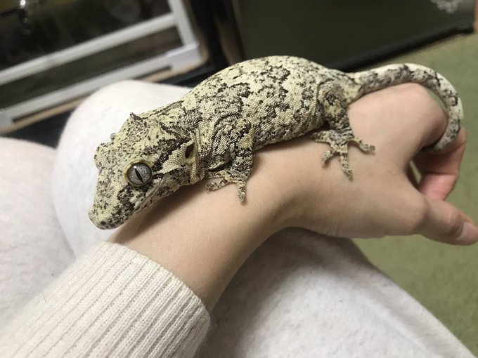 ゲッコー ガーゴイル